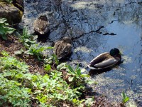 DSC01632.JPG (264.59 КБ) 14167 просмотров DSC01632.JPG