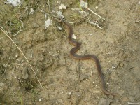 P6230069.JPG (480.69 КБ) 16587 просмотров P6230069.JPG