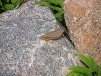 P6080643.JPG (450.46 КБ) 17197 просмотров P6080643.JPG